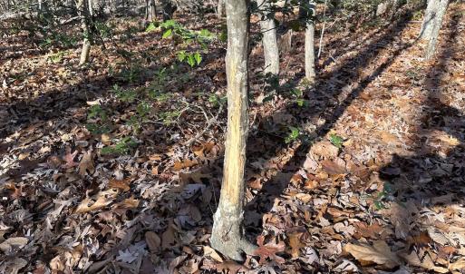 Photo #18 of SOLD property in Off Gera Rd, King George, VA 82.0 acres