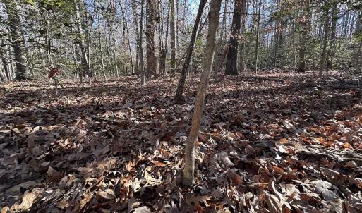 Photo #19 of SOLD property in Off Gera Rd, King George, VA 82.0 acres