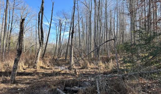 Photo #28 of SOLD property in Off Gera Rd, King George, VA 82.0 acres