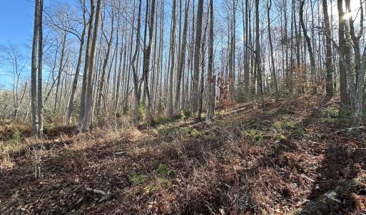 Photo #32 of SOLD property in Off Gera Rd, King George, VA 82.0 acres