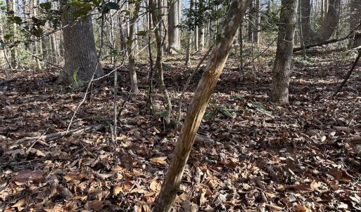 Photo #34 of SOLD property in Off Gera Rd, King George, VA 82.0 acres