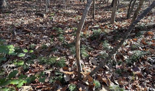 Photo #35 of SOLD property in Off Gera Rd, King George, VA 82.0 acres