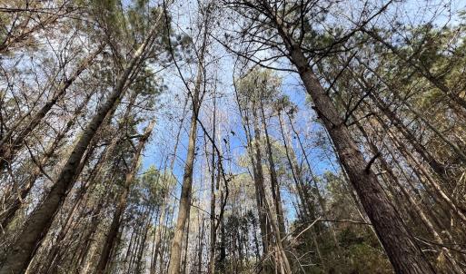 Photo #30 of SOLD property in 01 Peachtree Hills Road, Spring Hope, NC 11.3 acres