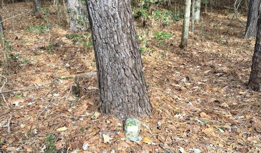 Photo #20 of SOLD property in Off Burwells Bay Rd, Smithfield, VA 101.3 acres