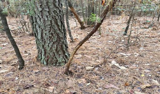 Photo #22 of SOLD property in Off Burwells Bay Rd, Smithfield, VA 101.3 acres