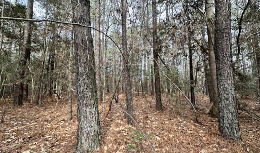 Photo #23 of SOLD property in Off Burwells Bay Rd, Smithfield, VA 101.3 acres