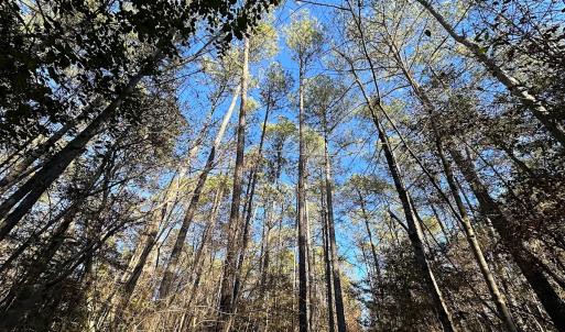 Photo #8 of SOLD property in 320 Collins Rd, Whaleyville, VA 18.5 acres