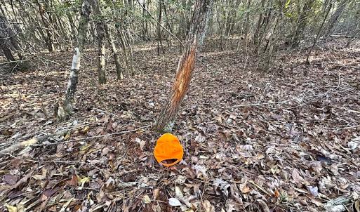 Photo #9 of SOLD property in 320 Collins Rd, Whaleyville, VA 18.5 acres