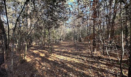 Photo #10 of SOLD property in 320 Collins Rd, Whaleyville, VA 18.5 acres