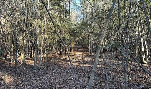 Photo #12 of SOLD property in 320 Collins Rd, Whaleyville, VA 18.5 acres