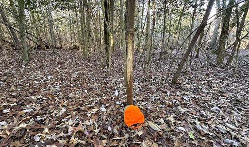 Photo #15 of SOLD property in 320 Collins Rd, Whaleyville, VA 18.5 acres