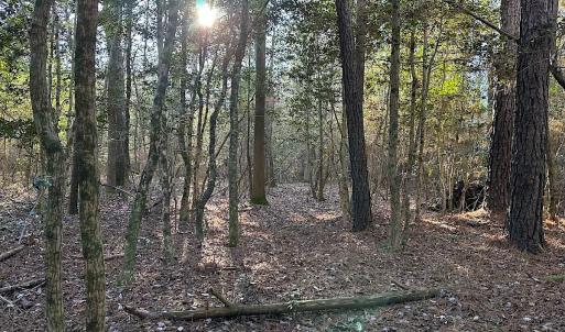 Photo #17 of SOLD property in 320 Collins Rd, Whaleyville, VA 18.5 acres