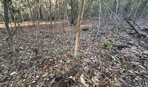 Photo #18 of SOLD property in 320 Collins Rd, Whaleyville, VA 18.5 acres