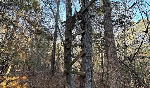 Photo #21 of SOLD property in 320 Collins Rd, Whaleyville, VA 18.5 acres