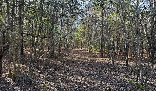 Photo #26 of SOLD property in 320 Collins Rd, Whaleyville, VA 18.5 acres