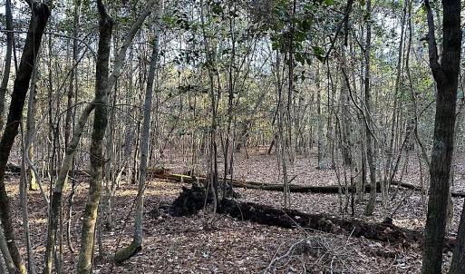 Photo #27 of SOLD property in 320 Collins Rd, Whaleyville, VA 18.5 acres