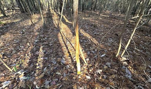 Photo #30 of SOLD property in 320 Collins Rd, Whaleyville, VA 18.5 acres