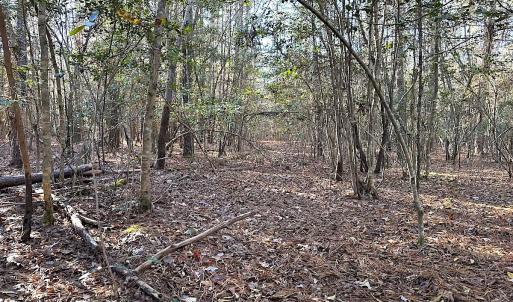 Photo #31 of SOLD property in 320 Collins Rd, Whaleyville, VA 18.5 acres