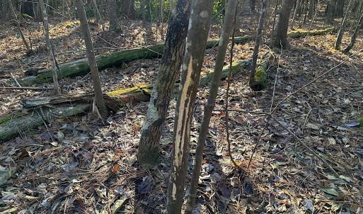 Photo #32 of SOLD property in 320 Collins Rd, Whaleyville, VA 18.5 acres