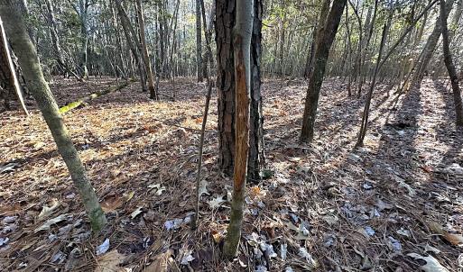 Photo #34 of SOLD property in 320 Collins Rd, Whaleyville, VA 18.5 acres