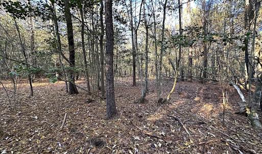 Photo #39 of SOLD property in 320 Collins Rd, Whaleyville, VA 18.5 acres
