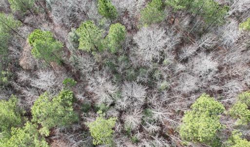 Photo #15 of SOLD property in Off Highway 58 , Warrenton, NC 12.6 acres