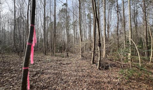 Photo #18 of SOLD property in Off Highway 58 , Warrenton, NC 12.6 acres