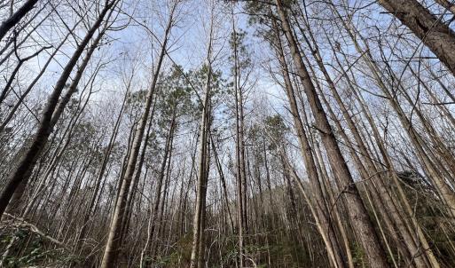 Photo #19 of SOLD property in Off Highway 58 , Warrenton, NC 12.6 acres