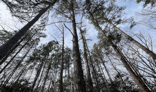 Photo #26 of SOLD property in Off Highway 58 , Warrenton, NC 12.6 acres