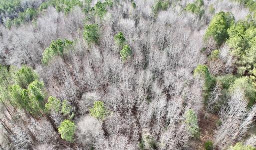 Photo #3 of SOLD property in Off Highway 58 , Warrenton, NC 12.6 acres