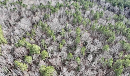 Photo #7 of SOLD property in Off Highway 58 , Warrenton, NC 12.6 acres