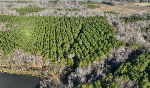 Photo #14 of SOLD property in 316 Cedar Landing Rd, Windsor, NC 88.0 acres