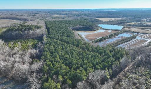 Photo #7 of SOLD property in 316 Cedar Landing Rd, Windsor, NC 88.0 acres