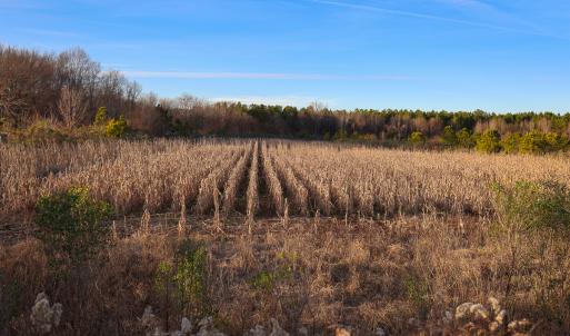 Photo #21 of SOLD property in 316 Cedar Landing Rd, Windsor, NC 88.0 acres