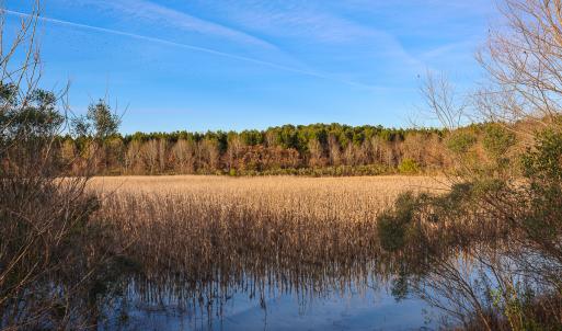 Photo #22 of SOLD property in 316 Cedar Landing Rd, Windsor, NC 88.0 acres