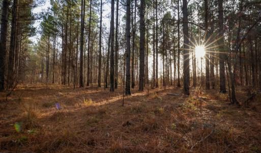 Photo #24 of SOLD property in 316 Cedar Landing Rd, Windsor, NC 88.0 acres