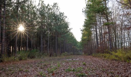Photo #25 of SOLD property in 316 Cedar Landing Rd, Windsor, NC 88.0 acres