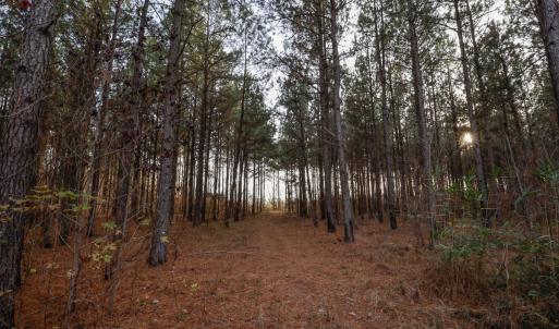Photo #27 of SOLD property in 316 Cedar Landing Rd, Windsor, NC 88.0 acres
