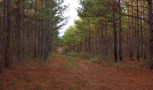 Photo #28 of SOLD property in 316 Cedar Landing Rd, Windsor, NC 88.0 acres