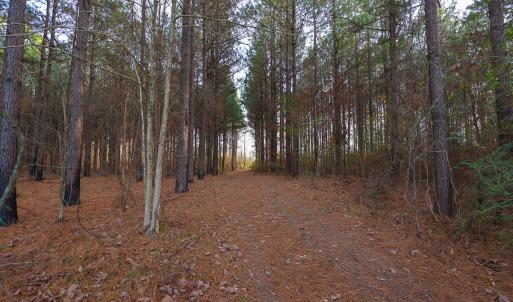 Photo #35 of SOLD property in 316 Cedar Landing Rd, Windsor, NC 88.0 acres