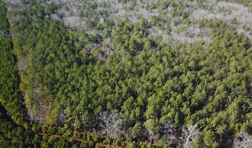 Photo #5 of SOLD property in 7251 Baxter Rd, Disputanta, VA 21.8 acres