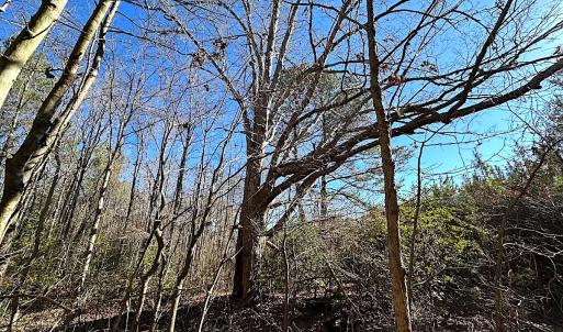 Photo #13 of SOLD property in 7251 Baxter Rd, Disputanta, VA 21.8 acres