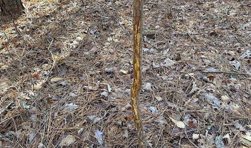 Photo #14 of SOLD property in 7251 Baxter Rd, Disputanta, VA 21.8 acres
