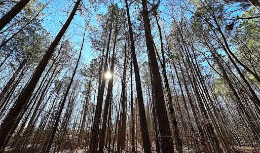 Photo #15 of SOLD property in 7251 Baxter Rd, Disputanta, VA 21.8 acres