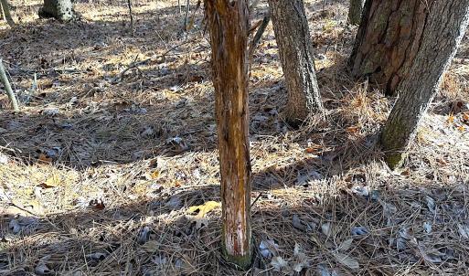 Photo #16 of SOLD property in 7251 Baxter Rd, Disputanta, VA 21.8 acres