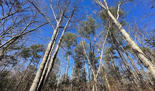 Photo #20 of SOLD property in 7251 Baxter Rd, Disputanta, VA 21.8 acres