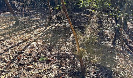 Photo #21 of SOLD property in 7251 Baxter Rd, Disputanta, VA 21.8 acres
