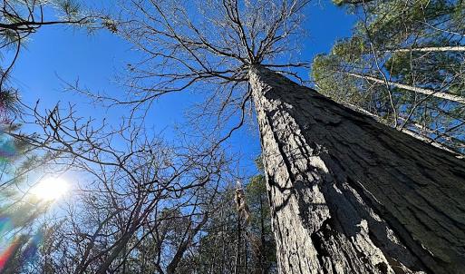 Photo #25 of SOLD property in 7251 Baxter Rd, Disputanta, VA 21.8 acres