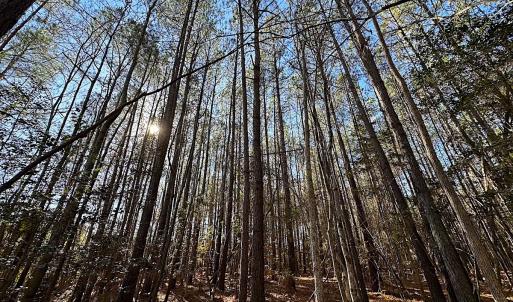 Photo #27 of SOLD property in 7251 Baxter Rd, Disputanta, VA 21.8 acres