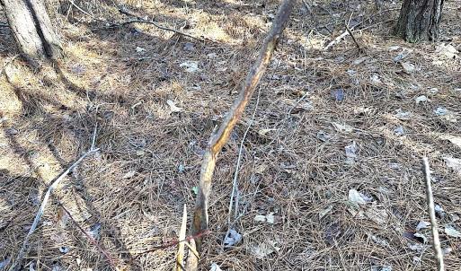 Photo #30 of SOLD property in 7251 Baxter Rd, Disputanta, VA 21.8 acres